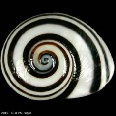 a black and white spiral shaped object on a black background