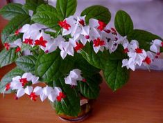 a potted plant with white and red flowers