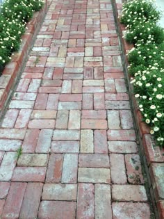 an old brick path with white flowers growing on it