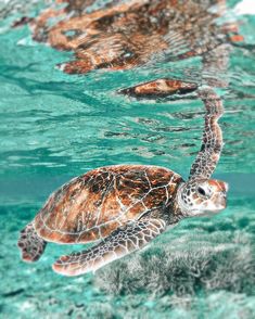 a sea turtle swimming in the ocean