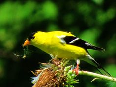 a small yellow bird sitting on top of a plant with a bug in it's mouth