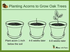 the stages of growing acorns to grow oak trees in pots with instructions on how to