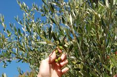 someone is picking olives from an olive tree