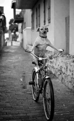 a dog riding on the back of a bike with an ad in front of it