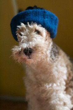 a small white dog wearing a blue hat