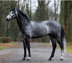 a grey horse standing on the side of a road next to trees and grass with a leash tied to it's neck