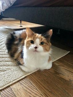 an orange and white cat sitting on the floor next to a bed in a bedroom