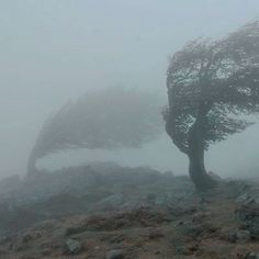 two trees blowing in the wind on a foggy day with rocks and grass below