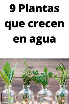 four glass bottles with plants in them and the words 9 plantas que creceen en agua