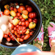 a bucket filled with lots of red and yellow tomatoes next to someone's feet