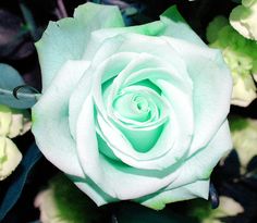 a white rose with green center surrounded by black and white flowers