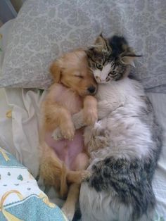 a cat and dog cuddle together on a bed