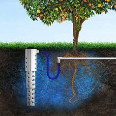 an orange tree with water coming out of the ground and under it's roots