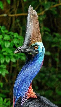 a close up of a bird with a very long neck and large feathers on it's head