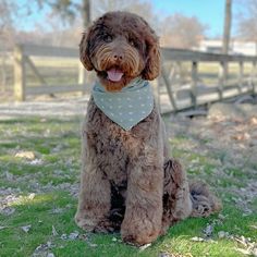 English Teddybear Goldendoodle Puppies - Training Included - Missouri Medium Goldendoodle, Toy Goldendoodle, English Goldendoodle, Porch Potty, Puppy Training Biting, Standard Goldendoodle, Puppy Starter Kit, Puppy Socialization, Dog Training Books