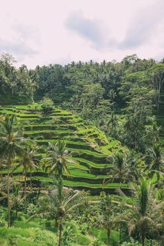 the rice terraces are surrounded by palm trees