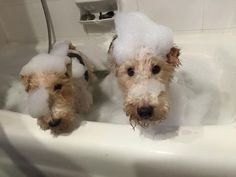 two small dogs in a bathtub with foam on their heads