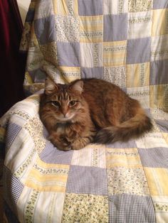 a cat sitting on top of a couch covered in a blanket