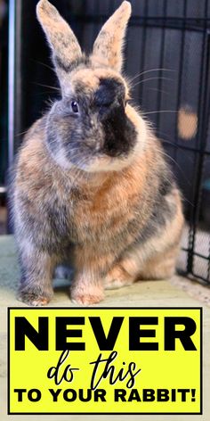 a rabbit sitting on the ground next to a sign that says never do this to your rabbit