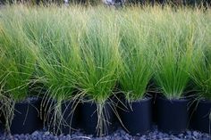 several black planters filled with grass and gravel