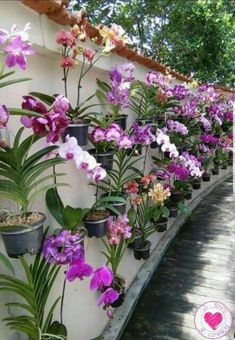 purple and white orchids line the side of a building