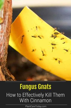 How To Get Rid Of Gnats In House Plants, Fungus Gnats Get Rid Of, Essential Oils To Get Rid Of Gnats, How To Get Rid Of Soil Gnats, Killing Gnats, How To Kill Gnats, Fruit Fly Trap Diy, Fly Infestation, How To Get Rid Of Gnats