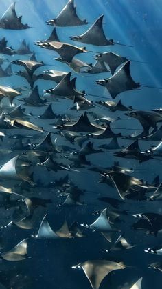 many different types of stingfish swimming in the ocean water with sunlight shining down on them