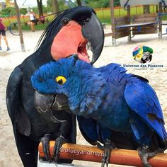 two colorful birds sitting on top of each other