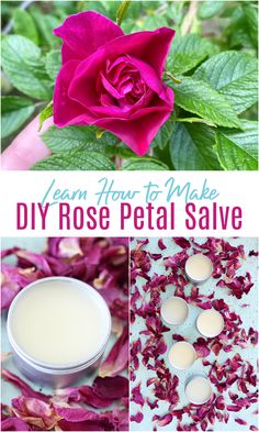 rose petal salve with the words learn how to make diy rose petal salve