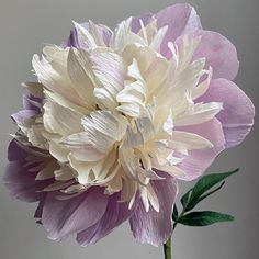 a white and purple flower in a vase