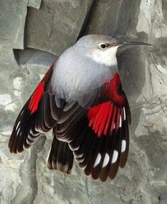 a red and white bird is flying over some rocks