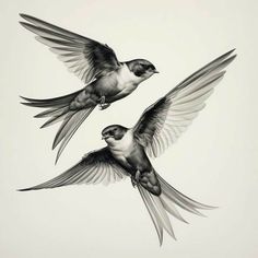 two birds flying in the air with their wings spread