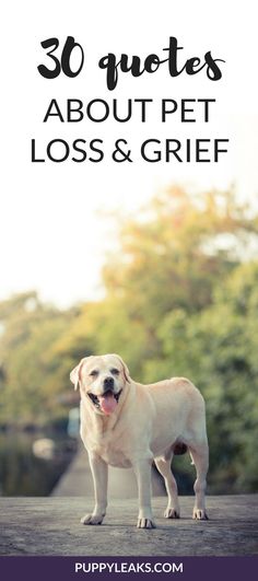 Quotes About Losing A Dog, Losing A Dog Quotes, Losing A Pet Quotes, Pet Quotes Dog, Dog Heaven Quotes, The Loss Of A Pet, Lost Quotes, Dog Quotes Love, Dog Sympathy