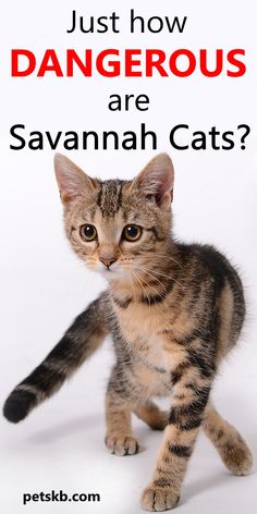 a small kitten standing on its hind legs with the caption just how dangerous are savannah cats?