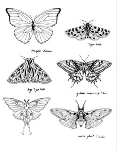 four different types of moths in black and white, each with their own name on it