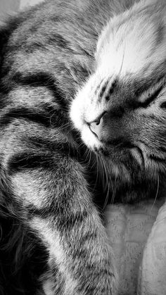 a black and white photo of a cat sleeping