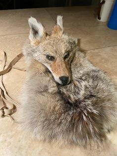 a wolf laying on the floor next to a dead animal's head and tail