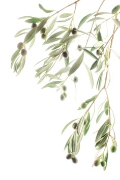 an olive tree branch with lots of green olives