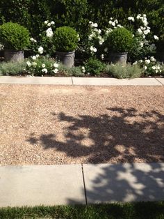 there are many potted plants on the side of the road in front of some bushes