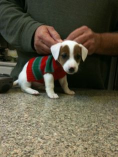 a small white and brown dog wearing a sweater on top of a counter next to a persons hand