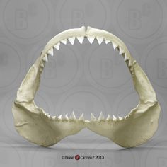 a fake shark's teeth are shown in front of a gray background with white circles