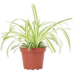 a potted plant with green leaves on a white background