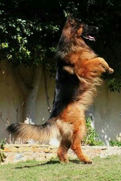 a large brown and black dog jumping up into the air to catch a frisbee