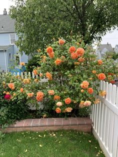 an orange rose bush next to a white picket fence