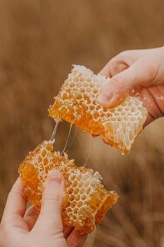 two hands holding honeycombs in front of each other, with one being held by the other