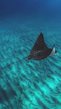 a manta ray glides over the ocean floor with its tail hanging from it's string