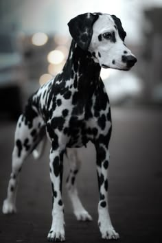 a black and white dalmatian dog standing in the middle of a street at night