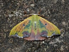 a yellow and green moth sitting on the ground