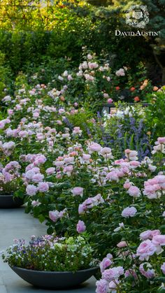 pink flowers are growing in large black pots