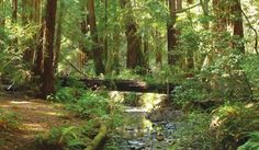 homes hidden in the redwoods Warm Summer Aesthetic, Coast Redwood, Nature Witch, Redwood Trees, Muir Woods, Redwood Tree, Redwood Forest, Bay City, Nature Center